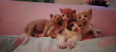 Puiuții de pisică cauta o familie iubitoare