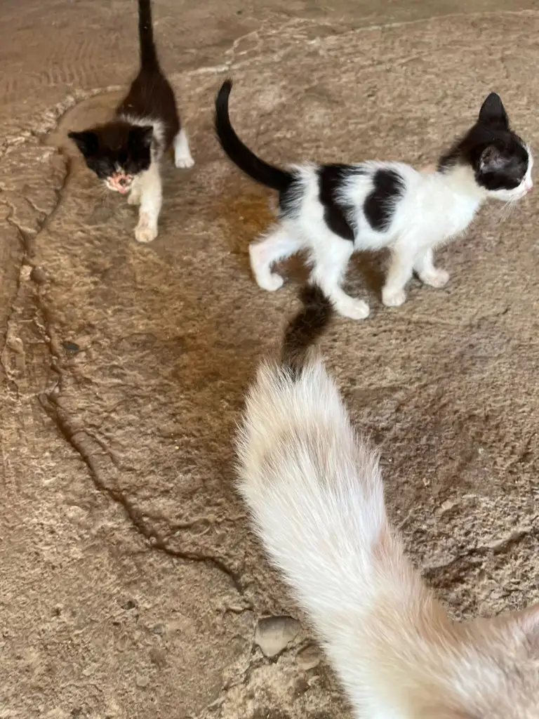 2 / 5