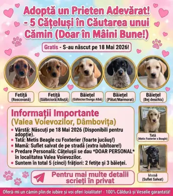 Dau spre adopție cinci cățeluși două fetițe și trei băieței