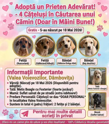 Dau spre adopție patru cățeluși două fetițe și doi băieței