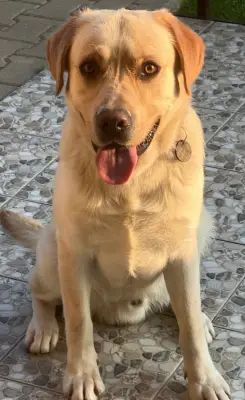 Se donează Labrador mascul 2ani