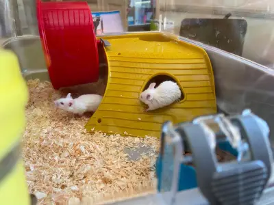 Donez șoricei adorabili!