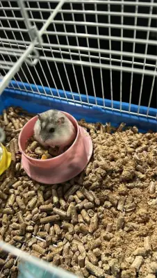 Donez hamsteri pitici