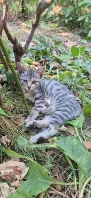 Adoptie pui de pisica