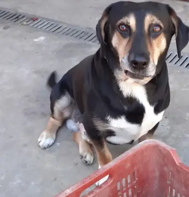 Donez câine  deosebit de frumos  (beagle cu amstaff ) metis de 6 ani , cu carnet de sănătate , depar