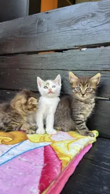 Donez 3 pisicuțe adorabile!