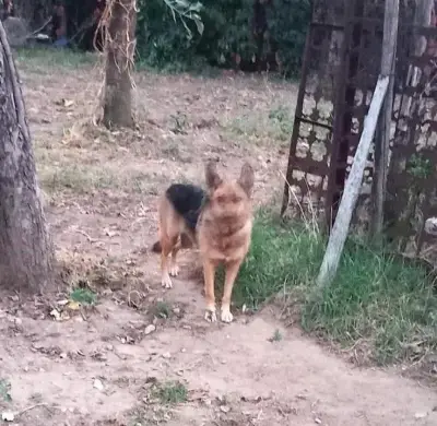 donez catelusa ciobanesc german