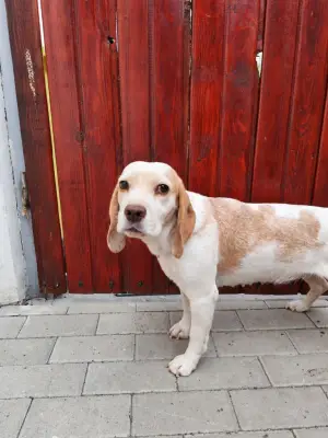Donez femela beagle
