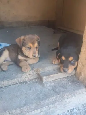 Donez urgent cățeluși