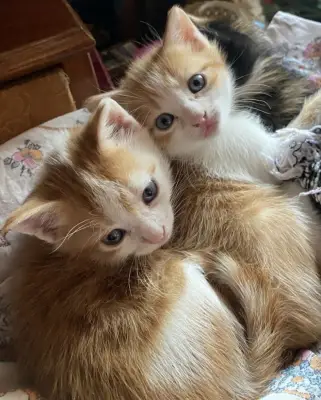 Donez 2 motanei, 2 luni.