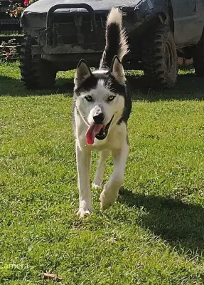 Donez câine husky