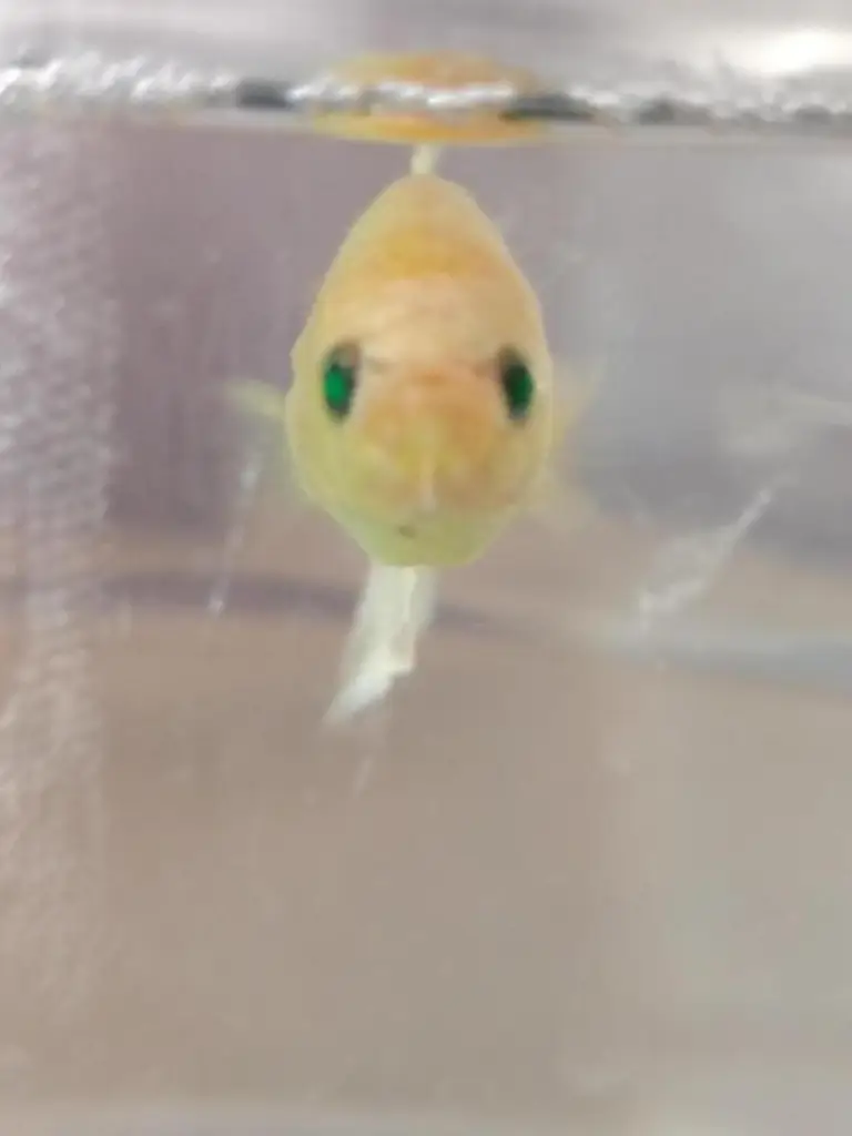 1 / 2