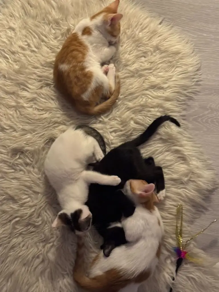 3 / 7