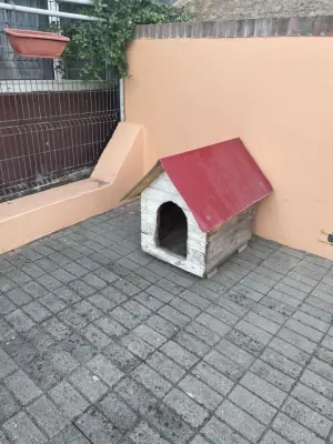 Donez cusca pentru caine