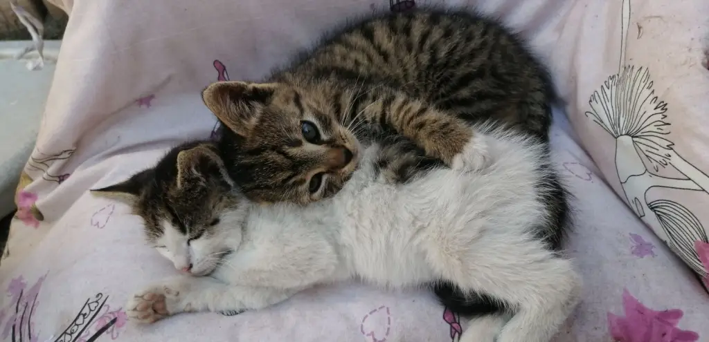 2 / 3