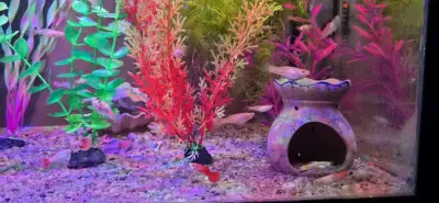 Donez pești guppy